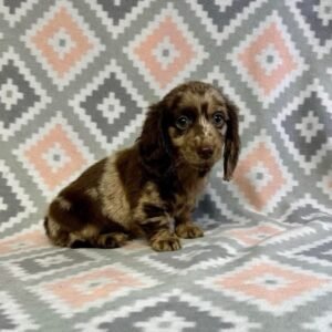 Mike (miniature dachshund puppy)