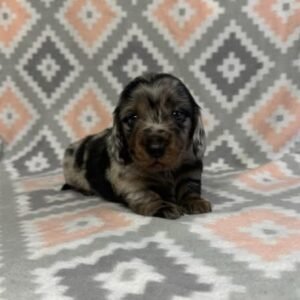 Abigail(miniature daschund puppy)