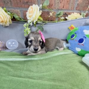 Taffy(miniature dachshund puppy )